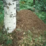 Stor myrstack vid en björkstam i skogen. Intressanta myrstack fakta: de kan bli flera meter höga och bebos av miljontals myror.