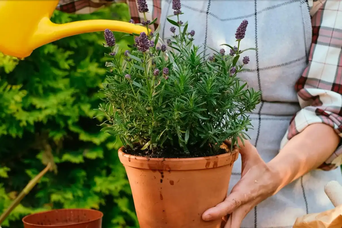Lavendel i kruka - så lyckas du med jord, vattning och vinter