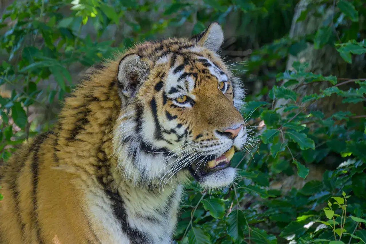En majestätisk tiger med gula ögon och randig päls, fångad i en grönskande miljö. Kanske en vy från Nordens Ark?