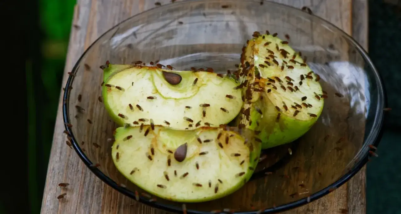 En skål med äppelklyftor lockar mängder av bananflugor. Ett tydligt exempel på hur man får bort bananflugor genom att locka dem till en fälla.
